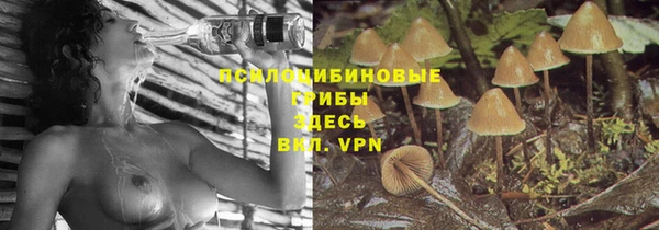 прущие грибы Богородск